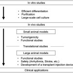 Development of Cardiac Regenerative Medicine Using Human iPS Cell-derived Cardiomyocytes [Published online in advanced , by J-STAGE]